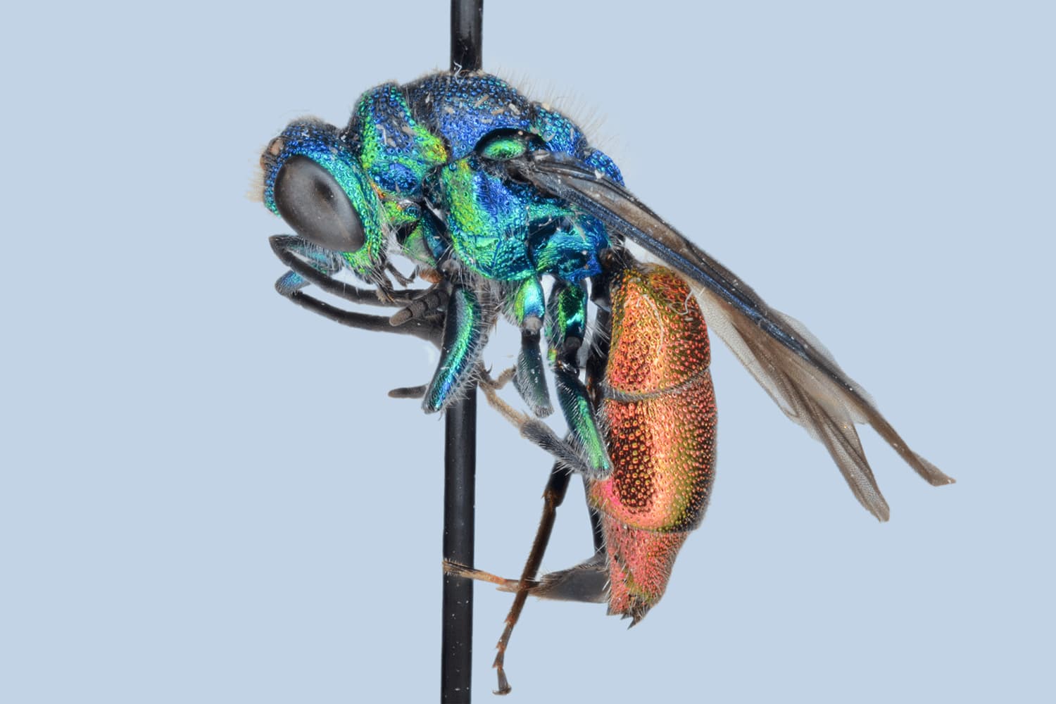 Default image
